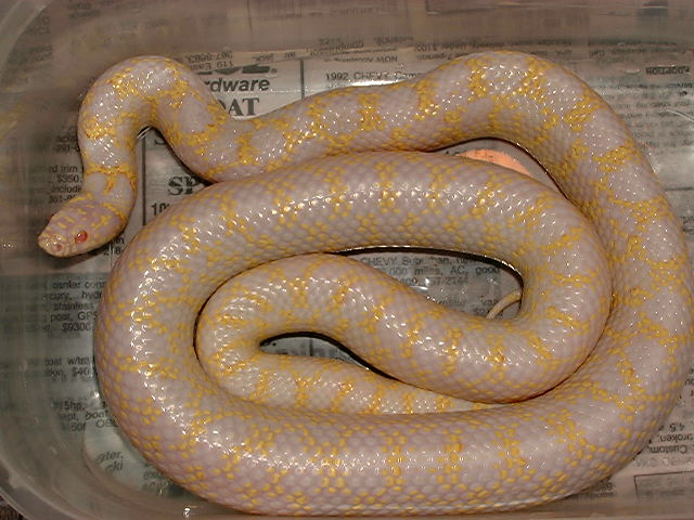 2003 albino Checkered Speck
