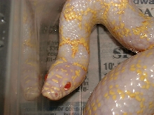2003 albino Checkerd Speck (headshot)