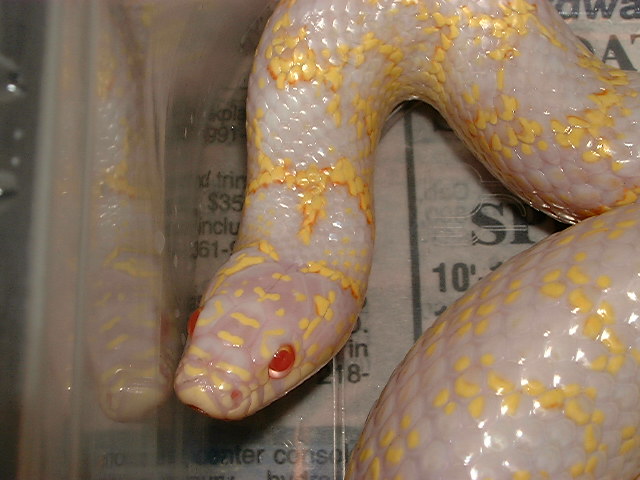2003 albino Checkerd Speck (headshot)