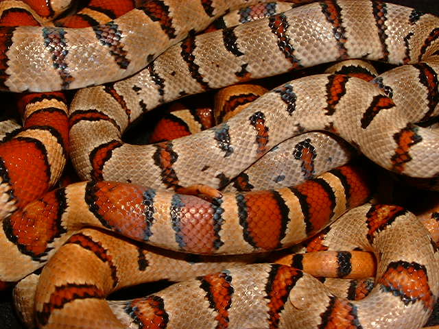 2005 Thayeri Clutch pic 2