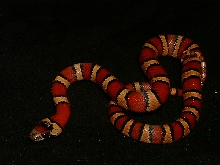 2005 orange MSP Thayeri