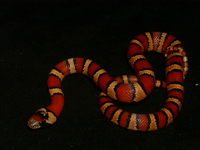 2005 orange MSP Thayeri