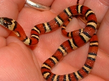2005 MSP female thayeri (keeper)