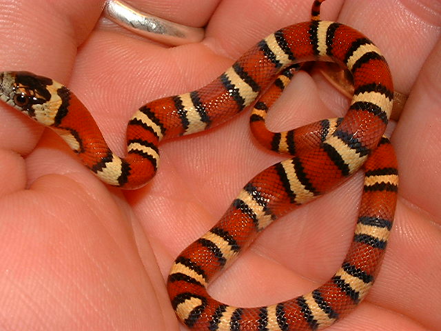 2005 MSP female thayeri (keeper)