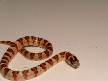 2005 Leonis male thayeri (keeper)