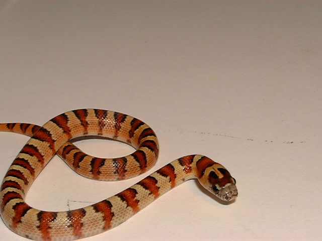 2005 Leonis male thayeri (keeper)