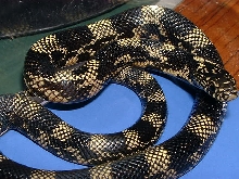 05 Possible het Goini
