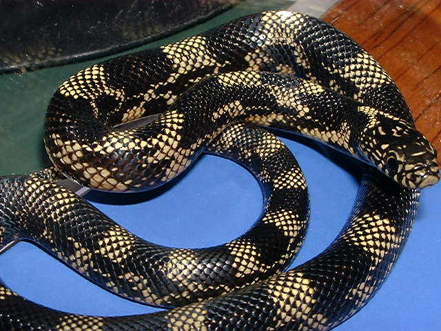 05 Possible het Goini