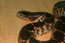Female Splendida