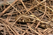 Checkered Garter