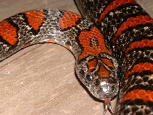 HEAD SHOT OF MEX MEX