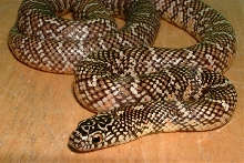 '03 Het hypo Floridana female