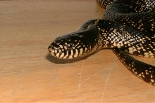 Male Splendida