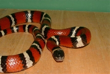 Jim Wells Co. TX Mexican Milksnake