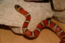 '03 Thayeri (milksnake or leonis)