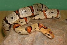 Male Thayeri breeder.