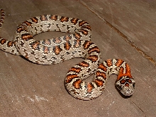 2004 FEMALE Splitband MEX MEX