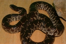 Nueces Co. Female Splendida