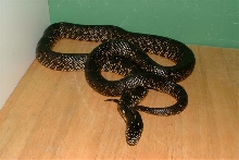 Nueces Co. Male Splendida
