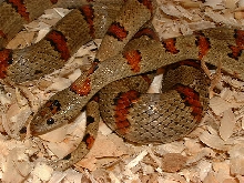 1999 Olive Leonis Thayeri Female
