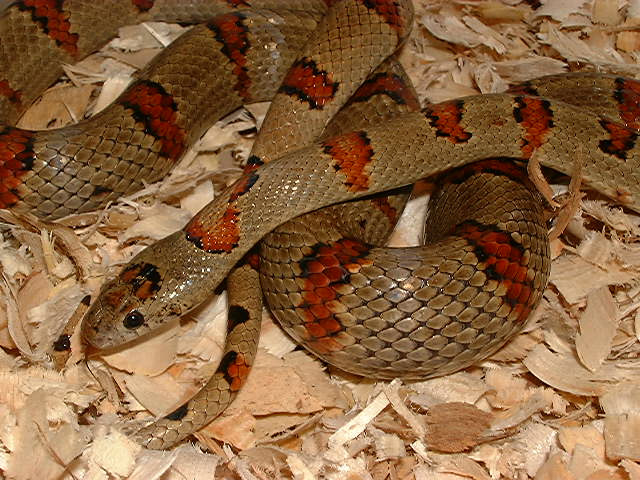 1999 Olive Leonis Thayeri Female