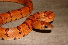 '03  Orange holdback