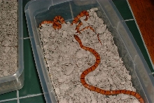 orange thayeri holdbacks