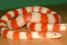 Albino Ruthveni (Queretaro)