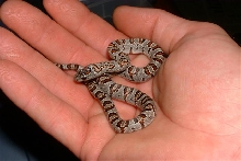 Splitband female Mexmex