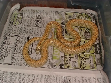 Female striped Hypo Brooksi