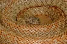 Striped Hypo Female