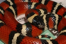 Mexican Milksnake (Anulatta)