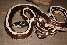 Wide striped calking