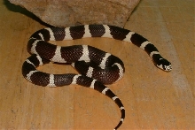 Caliking het for albino