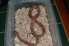Lajitas female