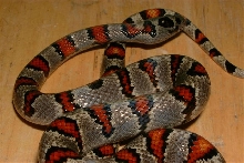 '02 Greeri Female