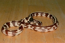 '03 Calking "Halfstripe"