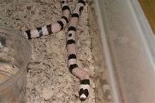 Anery het hypo