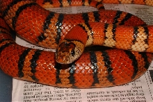 Female breeder Thayeri