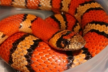 Male breeder Thayeri