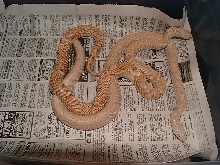 Albino patternless southern pines