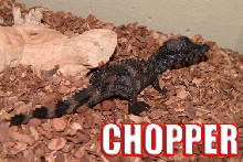 Say hello to CHOPPER