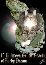 Furby Dream *PL Maine Coons Cattery from Poland