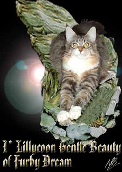 Furby Dream *PL Maine Coons Cattery from Poland
