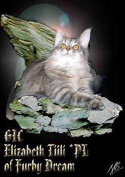 Furby Dream *PL - Maine Coons cattery from Poland