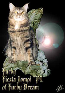 Furby Dream *PL Maine Coons Cattery from Poland
