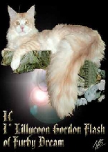 Furby Dream *PL - Maine Coons Cattery from Poland