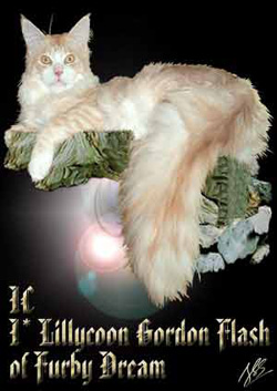 Furby Dream *PL - Maine Coons Cattery from Poland