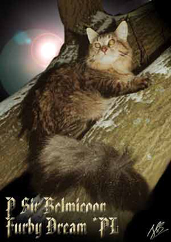 Furby Dream *PL - Maine Coon Cattery from Poland
