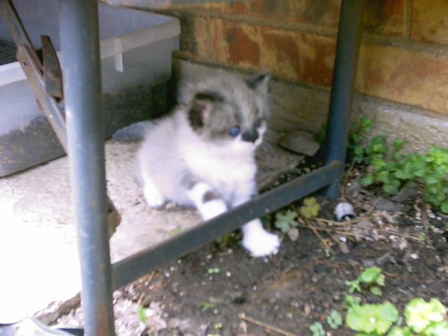 Cutest kitten in the world!